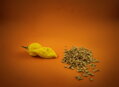 Bhut Nasiona Yolokia Yellow 