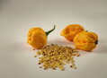 Nasiona Trinidad Scorpion yellow