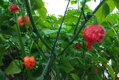 Nasiona Carolina Reaper red 