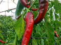 Nasiona Cayenne