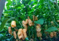 Nasiona Habanero żółte