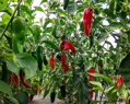 Nasiona jalapeño