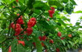 Nasiona Trinidad Scorpion Red