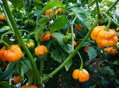 Nasiona Trinidad Scorpion yellow