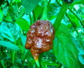 Nasiona Trinidad Scorpion Chocolate