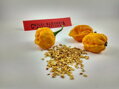 Nasiona Trinidad Scorpion yellow