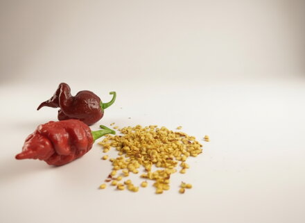 Nasiona Trinidad Scorpion Chocolate